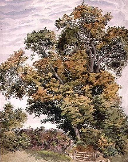 Thomas frederick collier Study of an Oak Tree